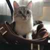 Formulaire un mois de soins pour animaux