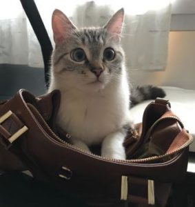Formulaire un mois de soins pour animaux