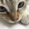 Petit chat