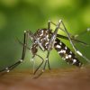 Prévenir les piqûres de moustiques. La suite de l'article précédent sur les piqûres d'insectes et plus particulièrement les piqûres de moustiques...